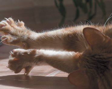 Why do kittens knead