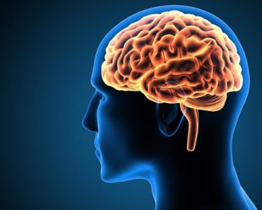 Does brain size correlate to intelligence