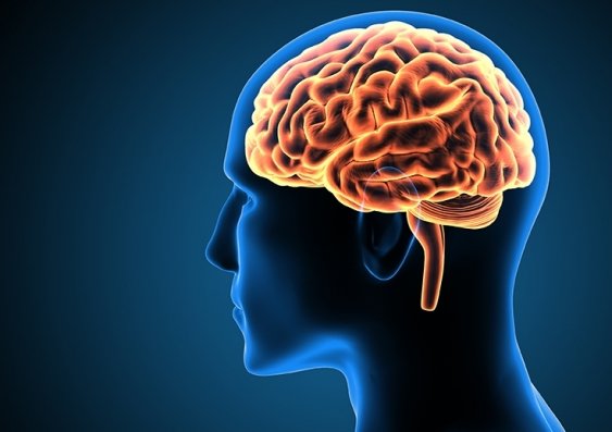 Does brain size correlate to intelligence?