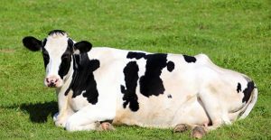 Why do cows lie down?