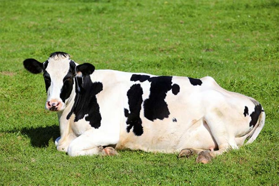 2-761-cows-lying-down-images-stock-photos-vectors-shutterstock