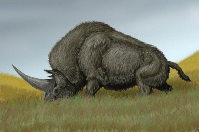 Are Unicorns Real? Did they ever exist? Did Unicorns ever exist 650x433 Are Unicorns Real? Did they ever exist?