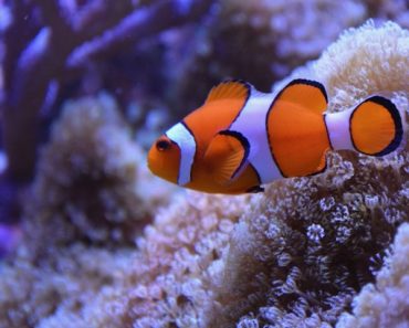 What Kind of Fish is Nemo