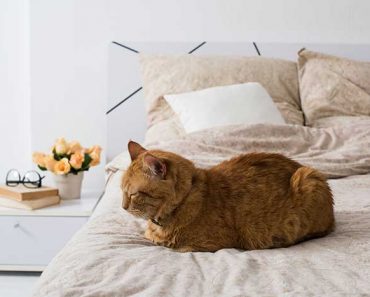Why do cats sleep at the foot of the bed