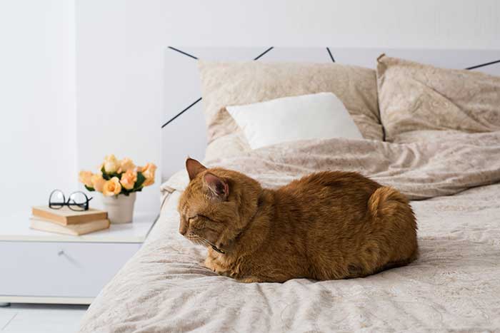 Why do cats sleep at the foot of the bed?