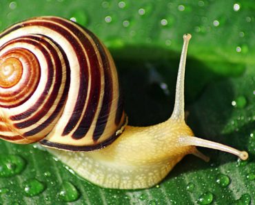 Are snails born with shells?