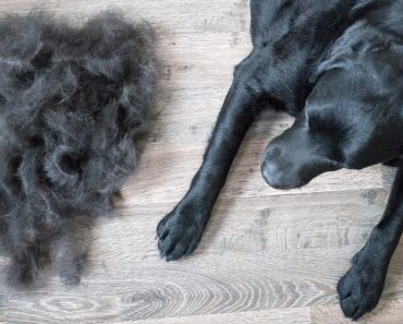 What's the difference between hair and fur