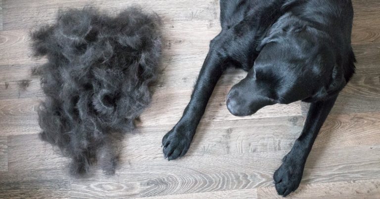 What’s the difference between hair and fur?