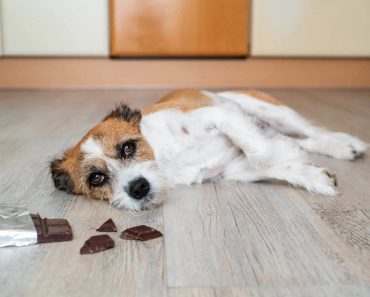 Why can't dogs eat chocolate?