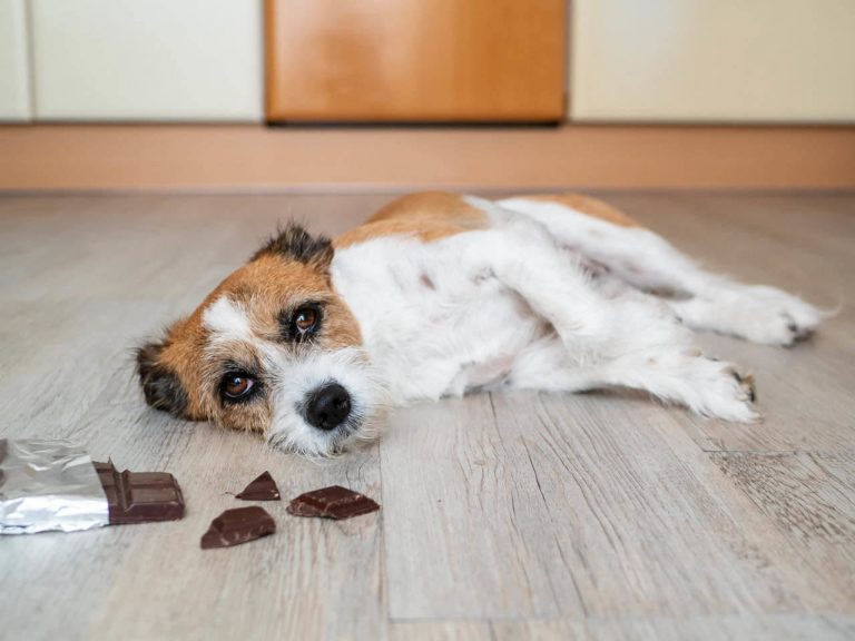 Why can’t dogs eat chocolate? Why is it bad for them?