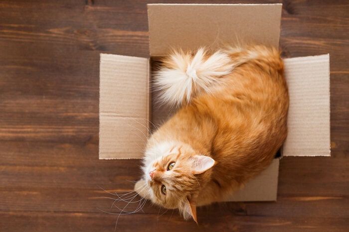 Why do cats like boxes? Six Reasons!