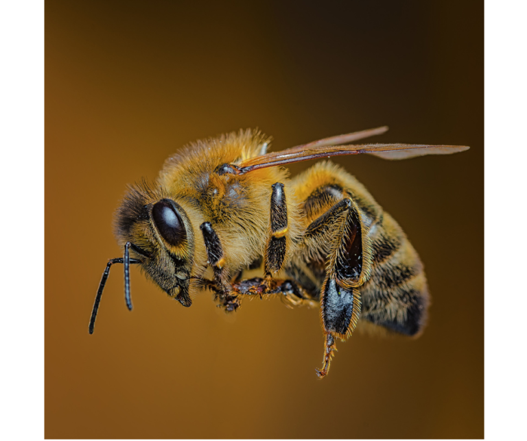 Why Do Bees Die After Stinging?