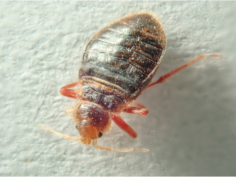 The Creepy Truth About What Bed Bugs Do at Night